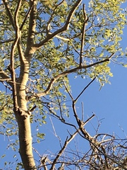 Brachychiton rupestris