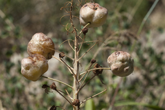 Eremurus lactiflorus
