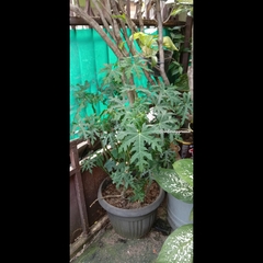 Cnidoscolus aconitifolius