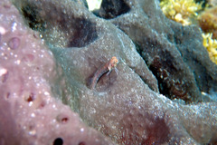 Helcogramma decurrens