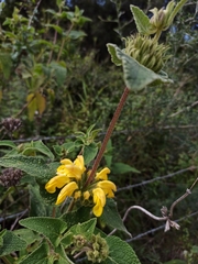 Phlomis viscosa