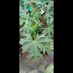 Cnidoscolus aconitifolius