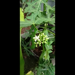 Cnidoscolus aconitifolius