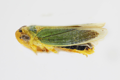 Cicadella