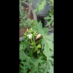 Cnidoscolus aconitifolius