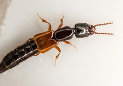 Nudobius lentus