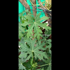 Cnidoscolus aconitifolius