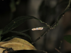 Cyana interrogationis