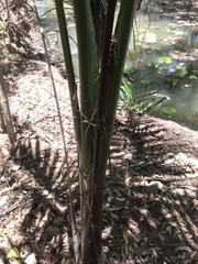 Ptychosperma elegans