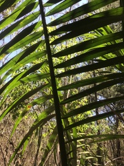 Ptychosperma elegans