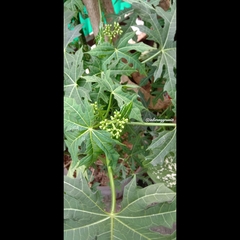 Cnidoscolus aconitifolius