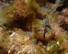 Cristiceps australis