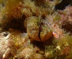 Cristiceps australis