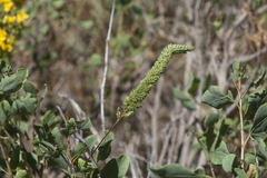 Phleum paniculatum
