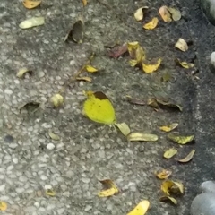 Eurema sari