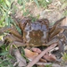 Hepu Mitten Crab - Photo (c) H.T.Cheng, some rights reserved (CC BY-NC), uploaded by H.T.Cheng