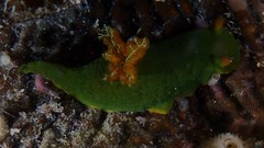 Tambja dracomus