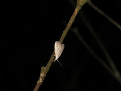 Meganola brunellus