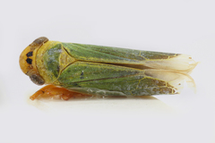 Cicadella