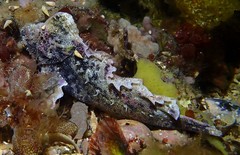 Aploactisoma milesii