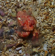 Liocarcinus strigilis