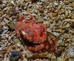 Liocarcinus strigilis