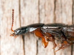 Quedius xanthopus