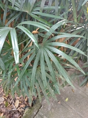 Rhapis excelsa