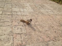 Atlantoxerus getulus