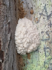 Reticularia lycoperdon
