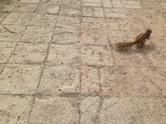 Atlantoxerus getulus