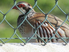Alectoris rufa