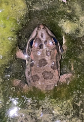 Pelophylax perezi