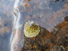 Bembicium vittatum