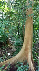 Shorea curtisii