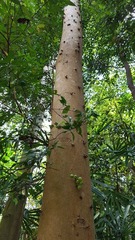 Shorea curtisii