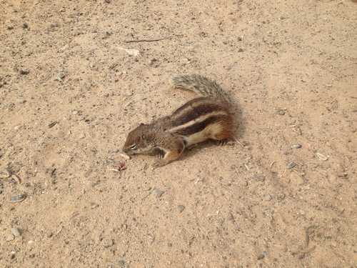 Barbary Ground Squirrel, photo 4 of 10