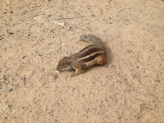 Atlantoxerus getulus