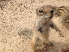 Atlantoxerus getulus