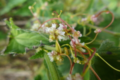Cuscuta europaea