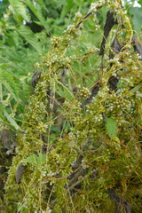 Cuscuta europaea