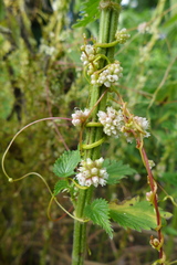 Cuscuta europaea