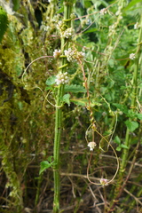 Cuscuta europaea
