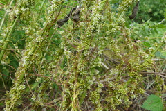 Cuscuta europaea