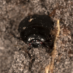Macroscytus