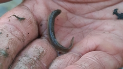 Misgurnus anguillicaudatus
