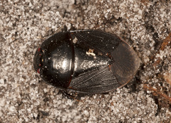 Macroscytus