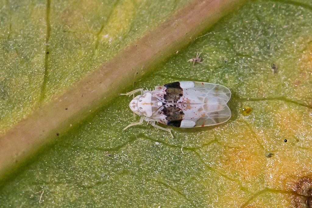 Hymetta anthisma