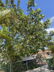 Ficus religiosa