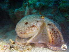 Eledone moschata